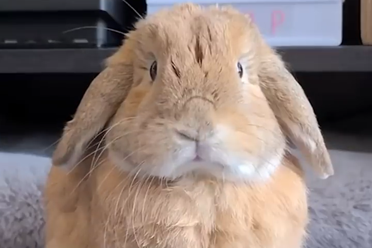 Bunny Chaos